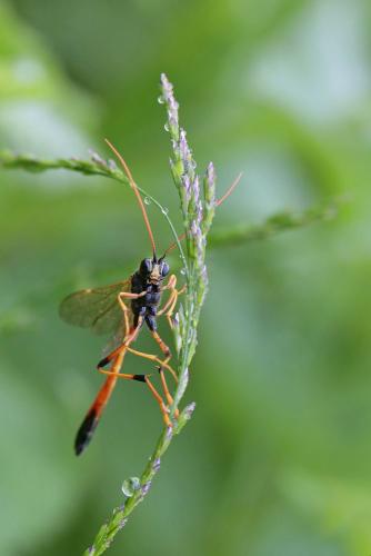 Therion sp.